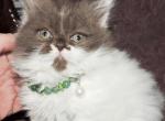 Napoleon Kittens - Minuet Cat For Sale - IN&comma; US