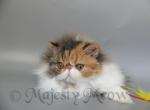 Bella - Persian Cat For Sale - Yucca Valley&comma; CA&comma; US
