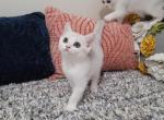 Ralph Alphastar - Scottish Fold Cat For Sale - Levittown&comma; PA&comma; US