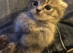 Bugs - Munchkin Cat For Sale - Denver&comma; CO&comma; US
