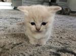 Nugs - Munchkin Cat For Sale - Denver&comma; CO&comma; US