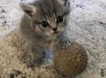 Tugs - Munchkin Cat For Sale - Denver&comma; CO&comma; US