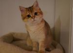 Anfisa - British Shorthair Cat For Sale - San Mateo&comma; CA&comma; US