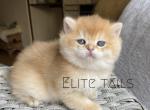 British golden kitten - British Shorthair Cat For Sale - Thornton&comma; CO&comma; US