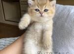 British golden kittens - British Shorthair Cat For Sale - Thornton&comma; CO&comma; US