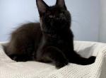 Oligarch - Maine Coon Cat For Sale - Norwalk&comma; CT&comma; US