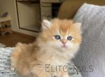 British kitten - British Shorthair Cat For Sale - Thornton&comma; CO&comma; US