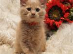RESERVED Otis Male Amelia x Xaier litter - Maine Coon Cat For Sale - Crestview&comma; FL&comma; US