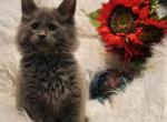 RESERVED Finn male Amelia x Xaier litter - Maine Coon Cat For Sale - Crestview&comma; FL&comma; US