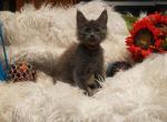 RESERVED Rooster male Amelia x Xaier litter - Maine Coon Cat For Sale - Crestview&comma; FL&comma; US