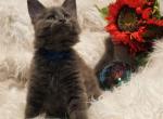 RESERVED Baxter male Amelia x Xaier - Maine Coon Cat For Sale - Crestview&comma; FL&comma; US