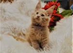 Piper  Amelia x Xaier litter - Maine Coon Cat For Sale - Crestview&comma; FL&comma; US