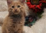 Titan Male Amelia x Xaier litter - Maine Coon Cat For Sale - Crestview&comma; FL&comma; US