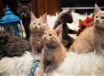 UPDATE Amelia x Xaier litter 5 weeks old all males - Maine Coon Cat For Sale - Crestview&comma; FL&comma; US