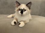 Cookie - Ragdoll Cat For Sale - Mount Vernon&comma; WA&comma; US