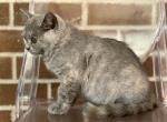 IDCATTERY Baby - British Shorthair Cat For Sale - Auburn&comma; WA&comma; US