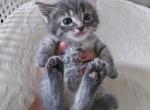 Chloe - Munchkin Cat For Sale - Salem&comma; OR&comma; US