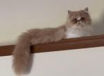 Echo's Male Persian kitten - Persian Cat For Sale - Greenville&comma; OH&comma; US