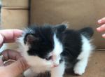 Casper - Munchkin Cat For Sale - Salem&comma; OR&comma; US