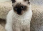 Reserved for Dina - Birman Cat For Sale - Mount Vernon&comma; WA&comma; US