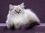 Arnold - Siberian Cat For Sale - Norwalk&comma; CT&comma; US
