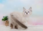 Marzipan - Siberian Cat For Sale - Norwalk&comma; CT&comma; US