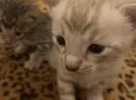 Ashin of the North - Bengal Cat For Adoption - PA&comma; US