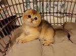 Tom Alphastar - Scottish Fold Cat For Sale - Levittown&comma; PA&comma; US