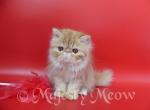 Persey - Persian Cat For Sale - Yucca Valley&comma; CA&comma; US