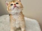 Angel - Scottish Straight Cat For Sale - Brooklyn&comma; NY&comma; US