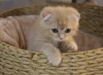 Mochi - Scottish Fold Cat For Sale - Miami&comma; FL&comma; US