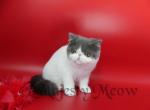 Sky - Exotic Cat For Sale - Yucca Valley&comma; CA&comma; US
