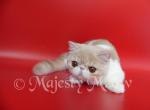 Gucci - Exotic Cat For Sale - Yucca Valley&comma; CA&comma; US