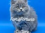 Blue British Longhair Female - British Shorthair Cat For Sale - Texarkana&comma; TX&comma; US