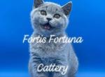 British Shorthair Blue Girl Purple Collar - British Shorthair Cat For Sale - Texarkana&comma; TX&comma; US
