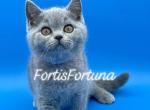 Blue British Shorthair Lavender Collar - British Shorthair Cat For Sale - Texarkana&comma; TX&comma; US