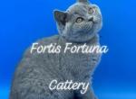 Blue British Shorthair Male - British Shorthair Cat For Sale - Texarkana&comma; TX&comma; US