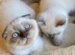 Elizabeth - Scottish Fold Cat For Sale - Herndon&comma; VA&comma; US
