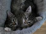 Tabby kittens - Domestic Cat For Sale - Denver&comma; CO&comma; US