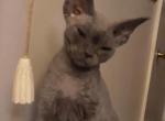 Blue Boy - Devon Rex Cat For Sale - Stanford&comma; MT&comma; US