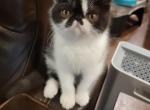 Bolt - Exotic Cat For Sale - Cumming&comma; GA&comma; US