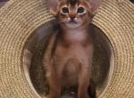 Pegas - Abyssinian Cat For Sale - Victorville&comma; CA&comma; US