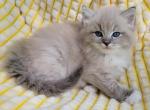 Blue lynx mitted mink - Ragdoll Cat For Sale - Farmville&comma; VA&comma; US