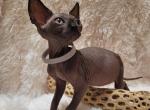 Bagheera - Sphynx Cat For Sale - Mundelein&comma; IL&comma; US
