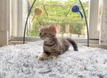 ella - British Shorthair Cat For Sale - Staten Island&comma; NY&comma; US