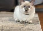 Blu - Ragdoll Cat For Sale - Mount Vernon&comma; WA&comma; US