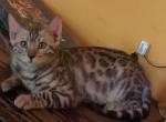 Tate - Bengal Cat For Sale - PA&comma; US