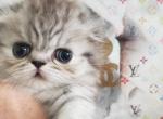 Luxury kittens - Scottish Fold Cat For Sale - Grand Rapids&comma; MI&comma; US