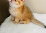 Emily - Scottish Straight Cat For Sale - Brooklyn&comma; NY&comma; US