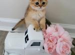Tiger Alphastar - Scottish Fold Cat For Sale - Levittown&comma; PA&comma; US